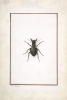 Pierre Joseph Redouté - A Stag Beetle Variante 1