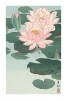 Ohara Koson - Water Lilies Variante 3