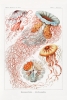 Ernst Haeckel - Discomedusae, Botanical Illustrations Variante 1