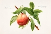 Royal Charles Steadman - Peach Bough Variante 1