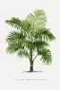 Vintage Palm Tree No. 2 Variante 1