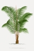 Vintage Palm Tree No. 3 Variante 1