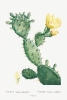 Pierre Joseph Redouté - Vintage Cactus Illustration (Aloe Opuntia Polyanthos) Variante 1