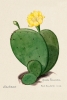 Indian Fig Opuntia Cactus - Vintage Illustration Variante 1