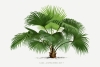 Vintage Palm Tree No. 4 Variante 1