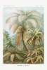 Ernst Haeckel - Filicinae, Botanical Illustrations Variante 1