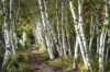 Birch Woods Variante 1