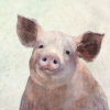 Pig Portrait No. 1 Variante 1