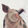 Pig Portrait No. 2 Variante 1