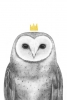 Royal Owl Variante 1