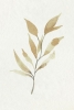 Leafpressure Variante 1