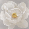 White Rose Variante 1