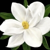 Magnolia No. 1 Variante 1
