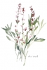 Herbs Collection No. 5: Basil Variante 1