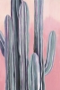 Cacti at Dawn No. 1 Variante 1