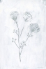 White Herbs No. 2 Variante 1