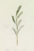 Olive Branch No. 1 Variante 1