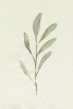 Olive Branch No. 2 Variante 1