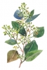 Flowering Eucalyptus No. 2 Variante 1