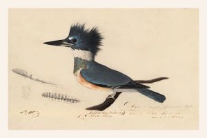 John James Audubon - Belted Kingfisher