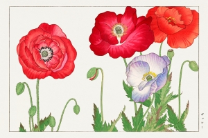 Tanigami Konan - Vintage Poppy Flower (Japanese Woodblock Art)