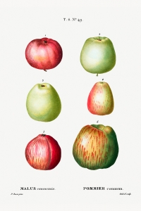 Pierre Joseph Redouté - Apple (Malus communis)