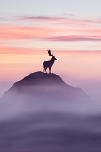 Antlers in the Mist