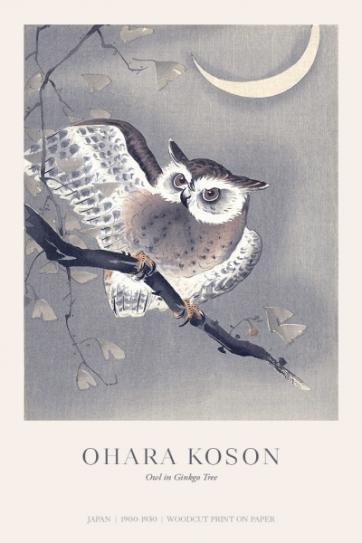 Ohara Koson - Owl in Ginkgo Tree Variante 1 | 60x90 cm | Premium-Papier wasserfest