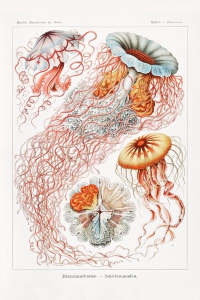 Ernst Haeckel - Discomedusae, Botanical Illustrations 