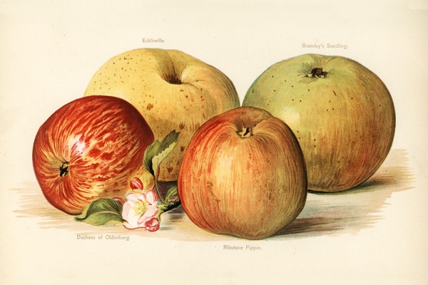 John Wright - Vintage Apple Illustration (The Fruit Grower's Guide - 1891) 