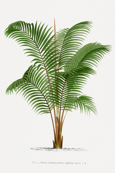 Vintage Palm Tree No. 3 Variante 1 | 13x18 cm | Premium-Papier