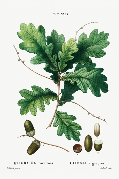 Pierre Joseph Redouté - Red Oak (Quercus Racemosa) Variante 1 | 13x18 cm | Premium-Papier