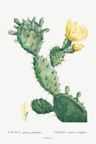 Pierre Joseph Redouté - Vintage Cactus Illustration (Aloe Opuntia Polyanthos) Variante 1 | 13x18 cm | Premium-Papier