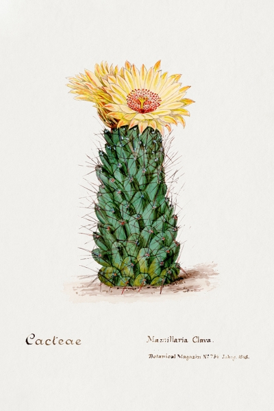 Beehive Cactus - Vintage Illustration Variante 1 | 13x18 cm | Premium-Papier