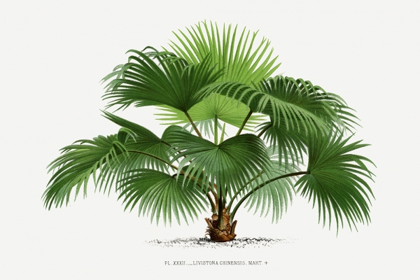 Vintage Palm Tree No. 4 Variante 1 | 13x18 cm | Premium-Papier