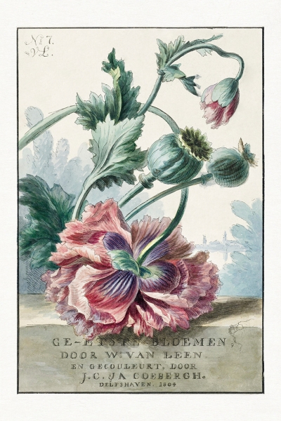 Willem Van Leen - Vintage Poppies Illustration Variante 1 | 13x18 cm | Premium-Papier