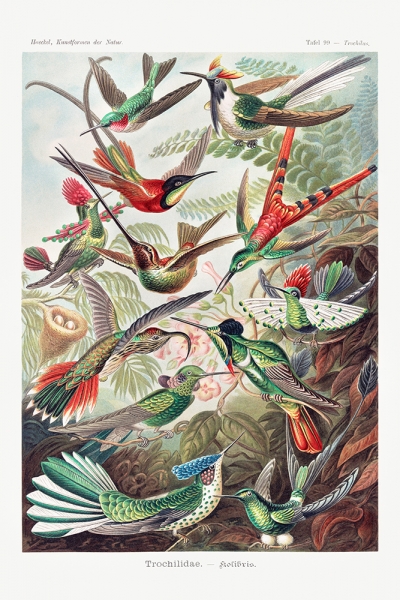 Ernst Haeckel - Trochilidae, Botanical Illustrations Variante 1 | 60x90 cm | Premium-Papier wasserfest