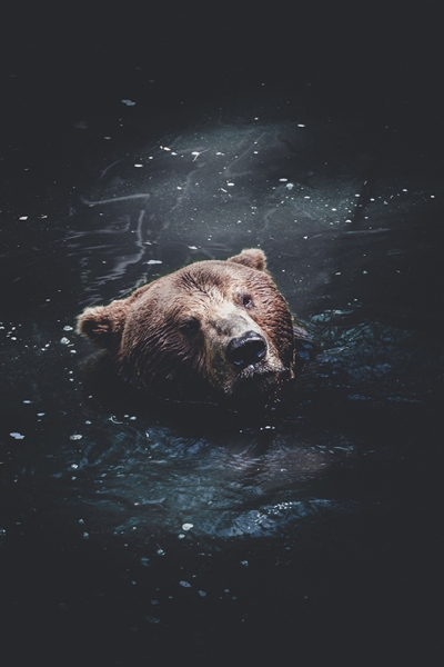 Swimming Bear 