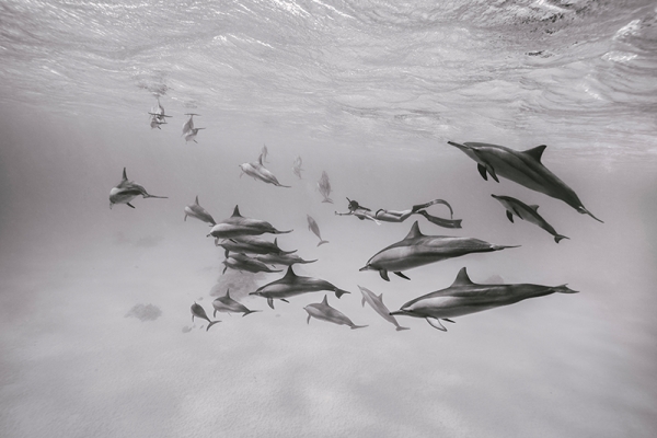 Black & White Dolphins 