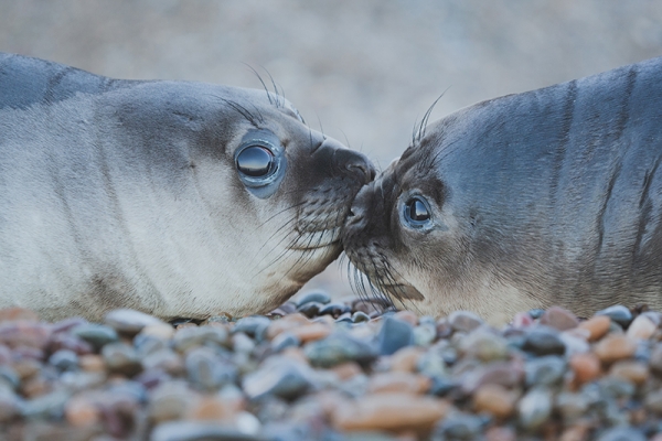 Kissing Seals 