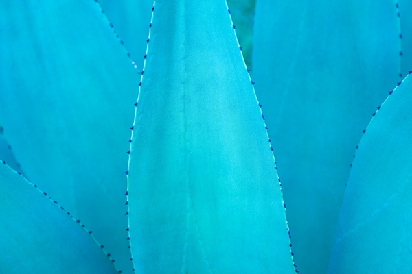 Succulents in Blue 