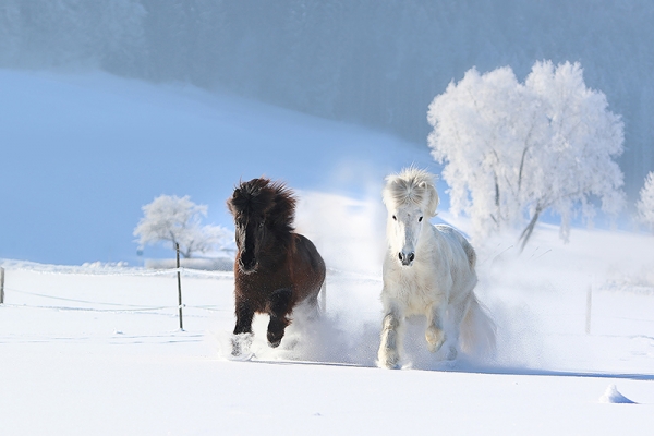 Ponies in the Snow 