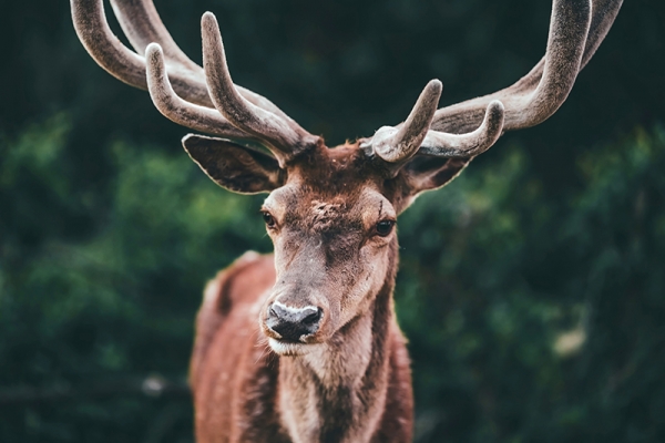Up-Close Stag 