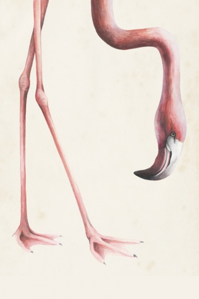 Head & Feet No. 1 - Flamingo Variante 1 | 13x18 cm | Premium-Papier