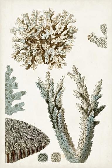 Corals No. 2 Variante 1 | 13x18 cm | Premium-Papier