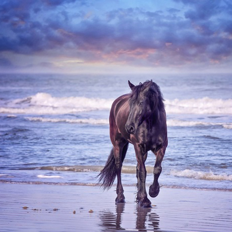 Horse on the Beach 