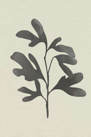 Black Oak No. 2 Variante 1 | 13x18 cm | Premium-Papier