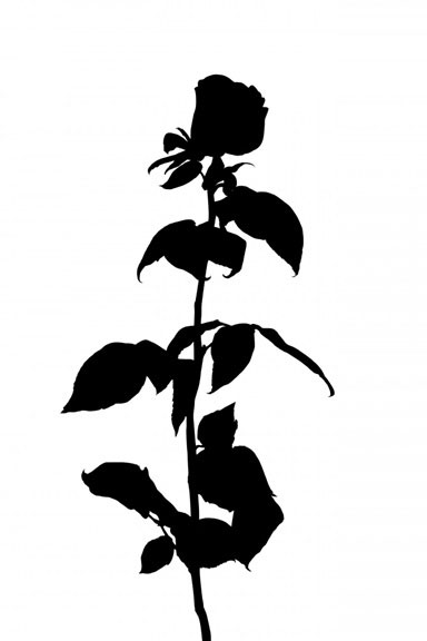 Rose Silhouette Variante 1 | 13x18 cm | Premium-Papier