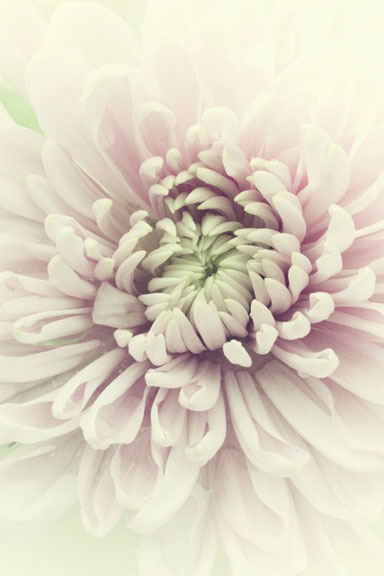 Chrysanthemum Dream 